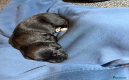 Labrador Retriever dogs for sale: black labradors - Image 9