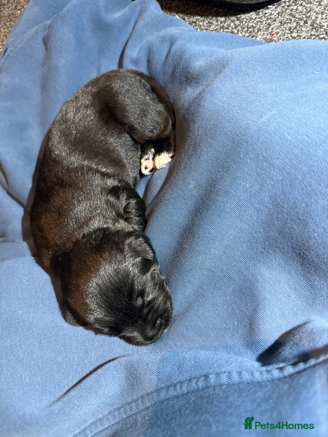 Labrador Retriever dogs for sale: black labradors - Image 9
