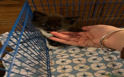 Mixed Breed cats for sale: 3 baby boys looking for their new homes , 4 weeks  - Image 5