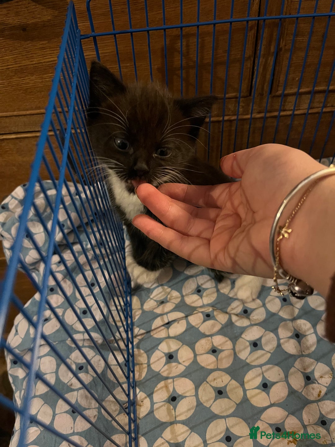Mixed Breed cats for sale: 3 baby boys looking for their new homes , 4 weeks  - Image 5