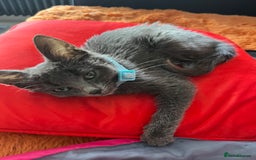 Ragdoll cats for sale: Beautiful Russian Blue Kitten  - Image 10