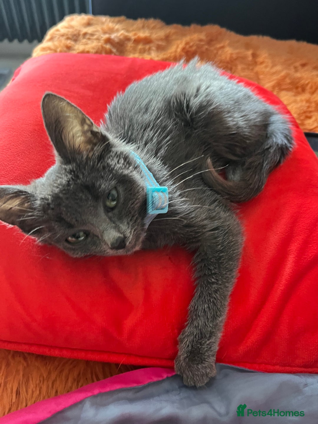 Ragdoll cats for sale: Beautiful Russian Blue Kitten  - Image 10