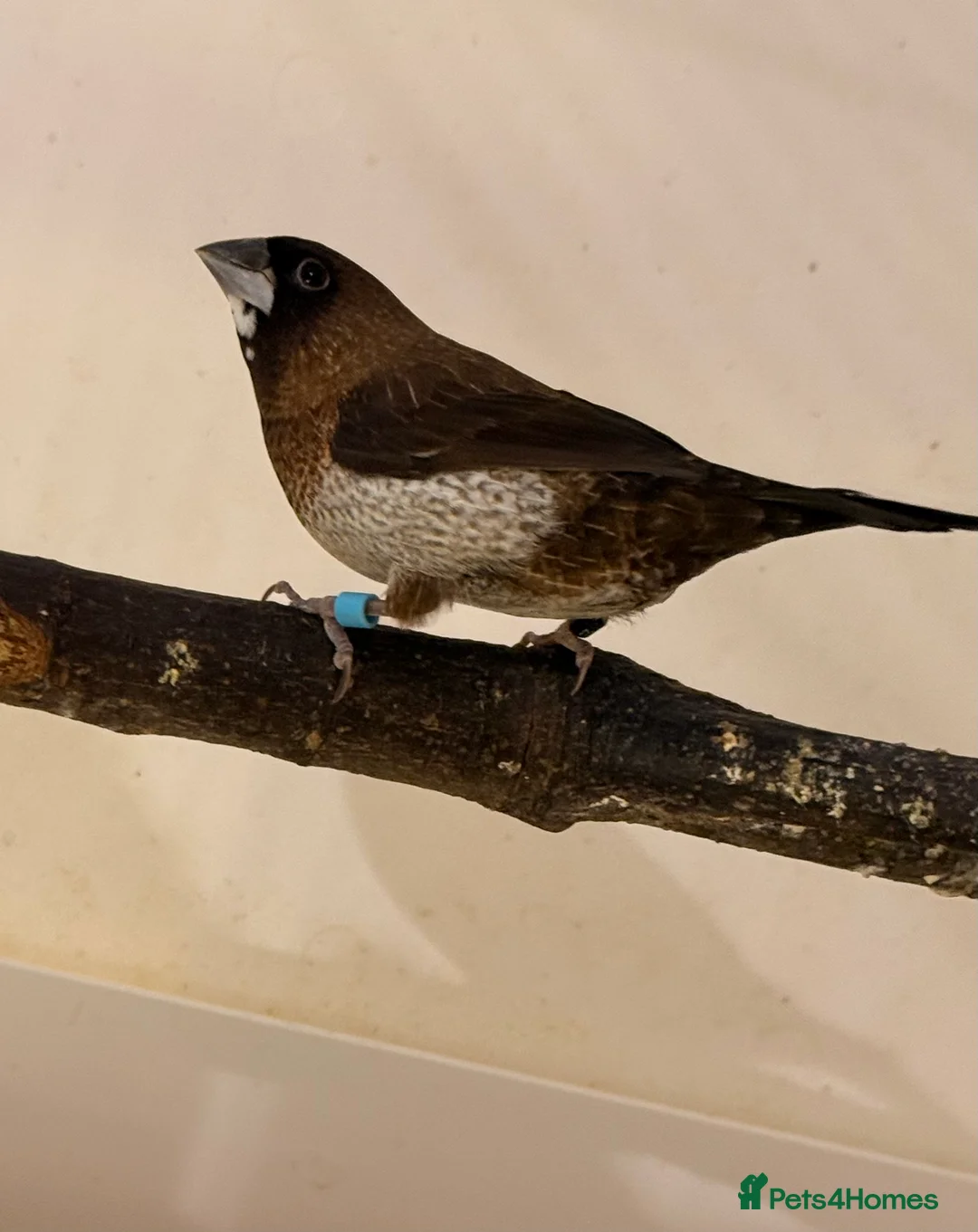 Finches birds for sale: Bonded Bangelese finches for sale   - Advert 12