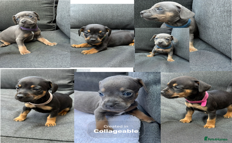 Mixed Breed dogs - Advert 15