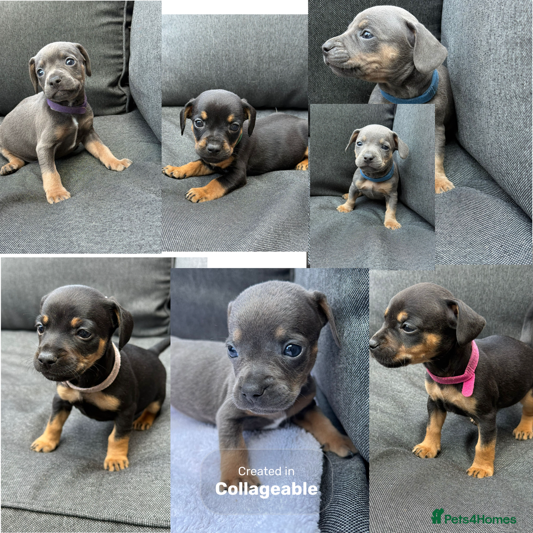 Mixed Breed dogs for sale: ONE LEFT REDUCED French wieners-Frenchie/dashhound - Image 1
