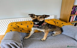 Mixed Breed dogs for adoption: Sweet Margot looking for Love  - Image 4