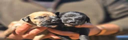 Mixed Breed dogs for sale: Bedlington whippet. Woody & Paddy - Advert 18