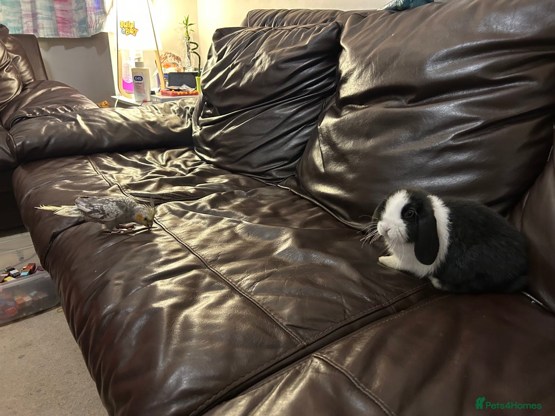 Mini Lop rabbits for sale: Lovely baby minilop for sale  - Advert 7