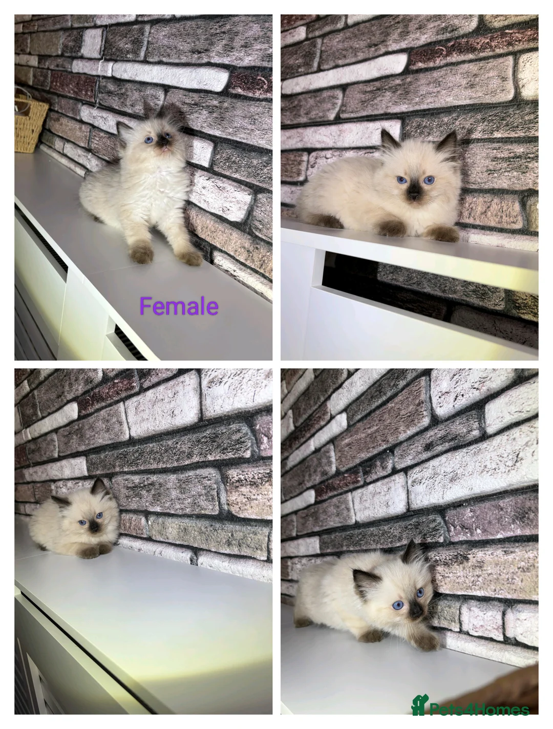 Ragdoll cats for sale: 4 pure ragdoll kitten ready to leave🐾 - Advert 2