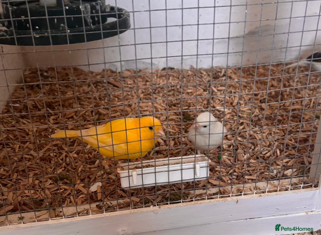 Canaries birds for sale: Fife canaries  - Advert 2