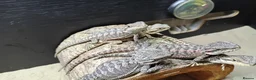 Bearded Dragon reptiles for sale: Shop bred baby bearded dragons  - Advert 5