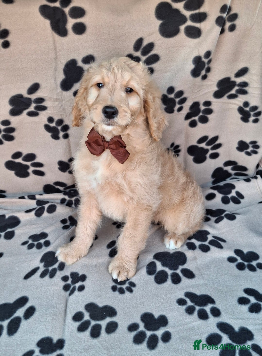 Goldendoodle dogs for sale: Gorgeous standard goldendoodle pups. - Image 8