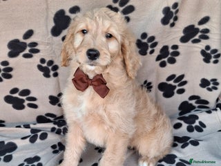 Goldendoodle dogs - Advert 2