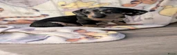 Miniature Dachshund dogs for sale: Last puppy available ready now! - Advert 21