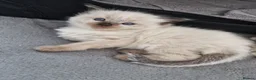 Ragdoll cats for sale: 💙Rare Lynx Point Purebred Ragdoll Kittens💙  - Advert 8