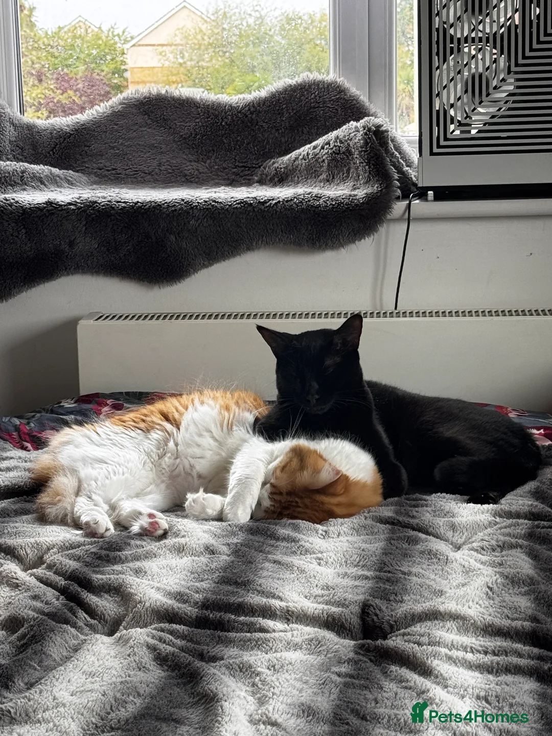 Mixed Breed cats for sale: Amazing Cats - Advert 13