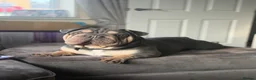 Mixed Breed dogs for sale: Velvet French bulldog boy  - Advert 12