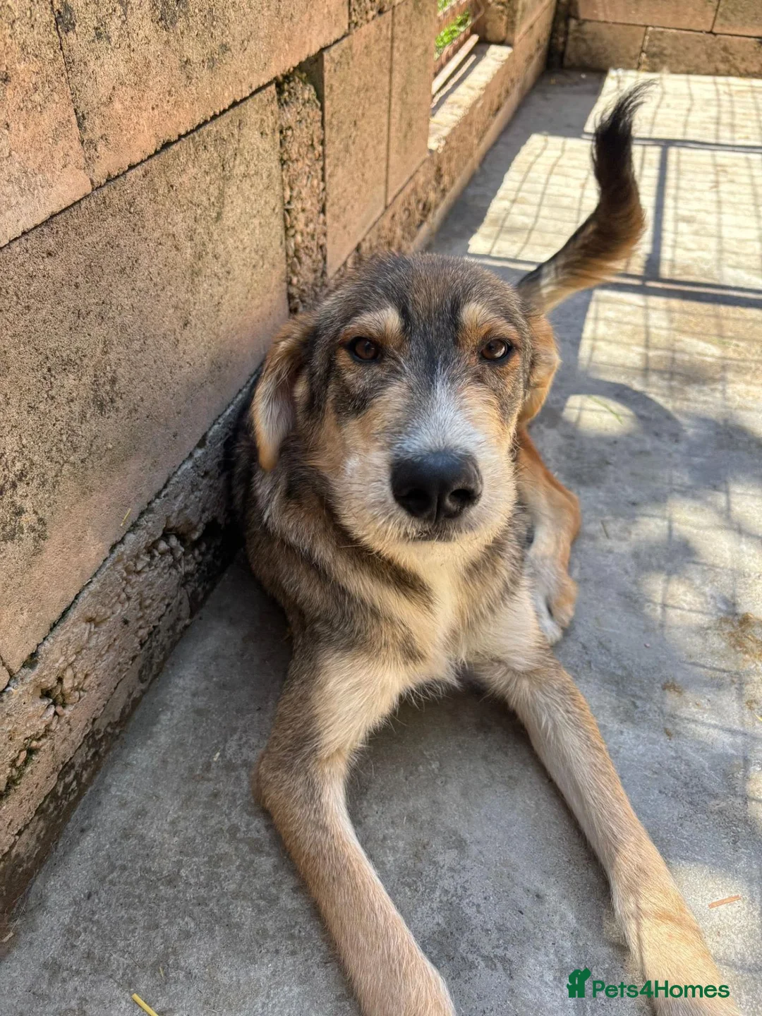 Mixed Breed dogs for adoption: Robin is ready for a home! in Brighton - Advert 11