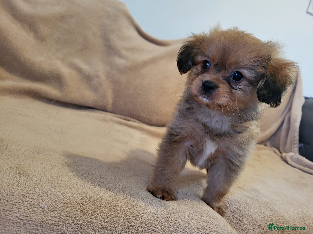 Mixed Breed dogs for sale: Cavalier king charles x pomeranian  - Advert 5