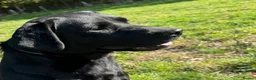 Labrador Retriever dogs for stud: Health Tested Working Labrador Retriever for stud in Burton-on-Trent - Advert 14