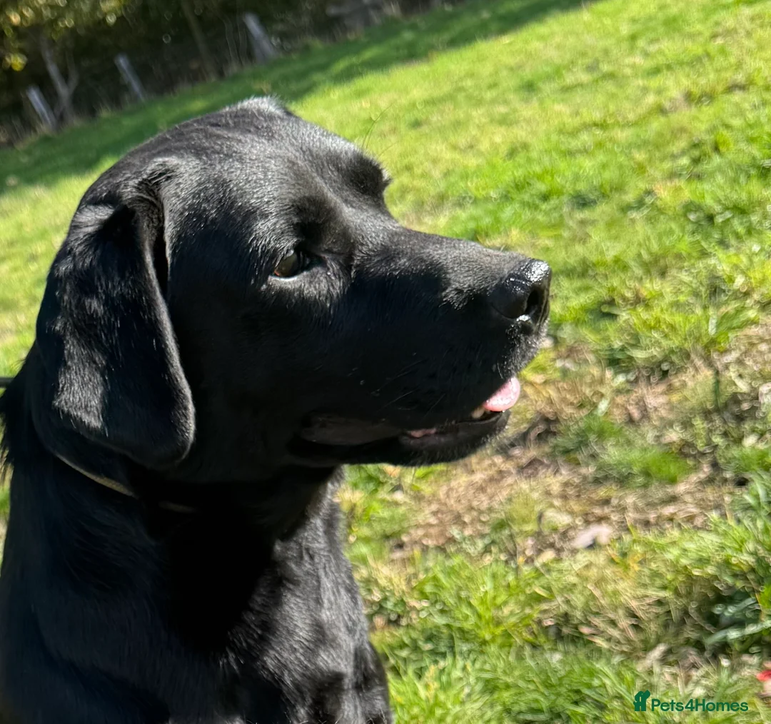 Labrador Retriever dogs for stud: Health Tested Working Labrador Retriever for stud in Burton-on-Trent - Advert 14
