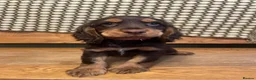 Cocker Spaniel dogs for sale: Stunning litter of Chocolate/Tan CockerSpaniels - Advert 5