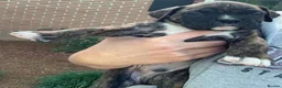 Boxer dogs for sale: !!Beautiful litter of Boxers puppies in Bath - Advert 4