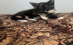 Mixed Breed cats for sale: 😻Happy kittens 😻 - Image 5