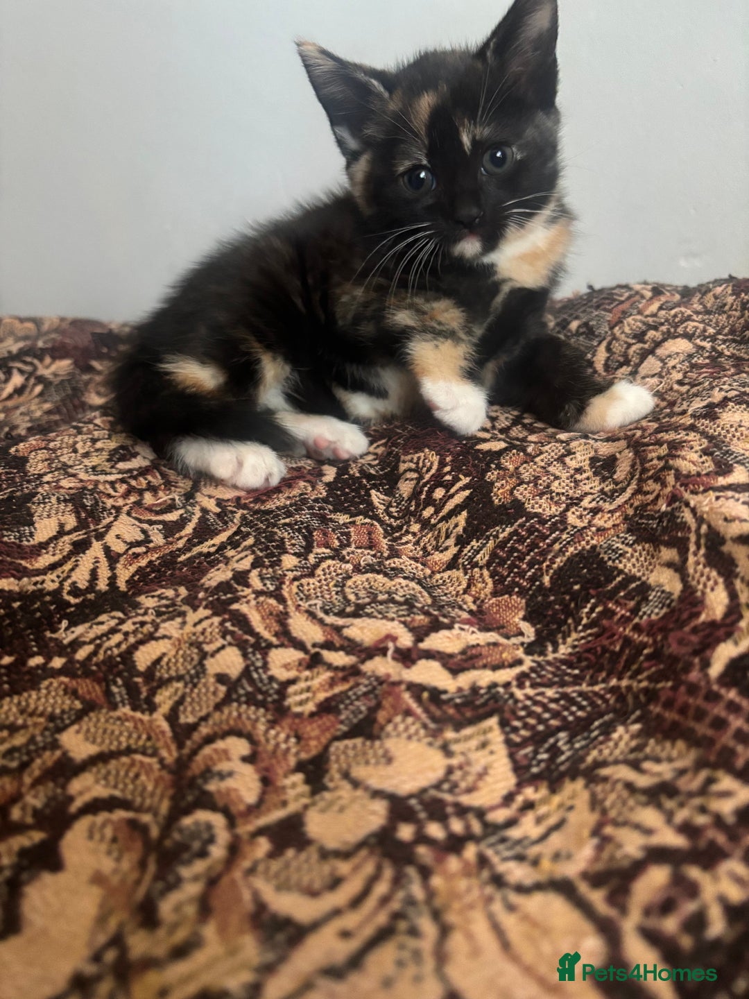 Mixed Breed cats for sale: 😻Happy kittens 😻 - Image 5