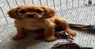 Cavalier King Charles Spaniel dogs - Advert 7
