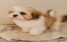 Lhasa Apso dogs for sale: KC Registered lhasa Apso puppies - Image 5