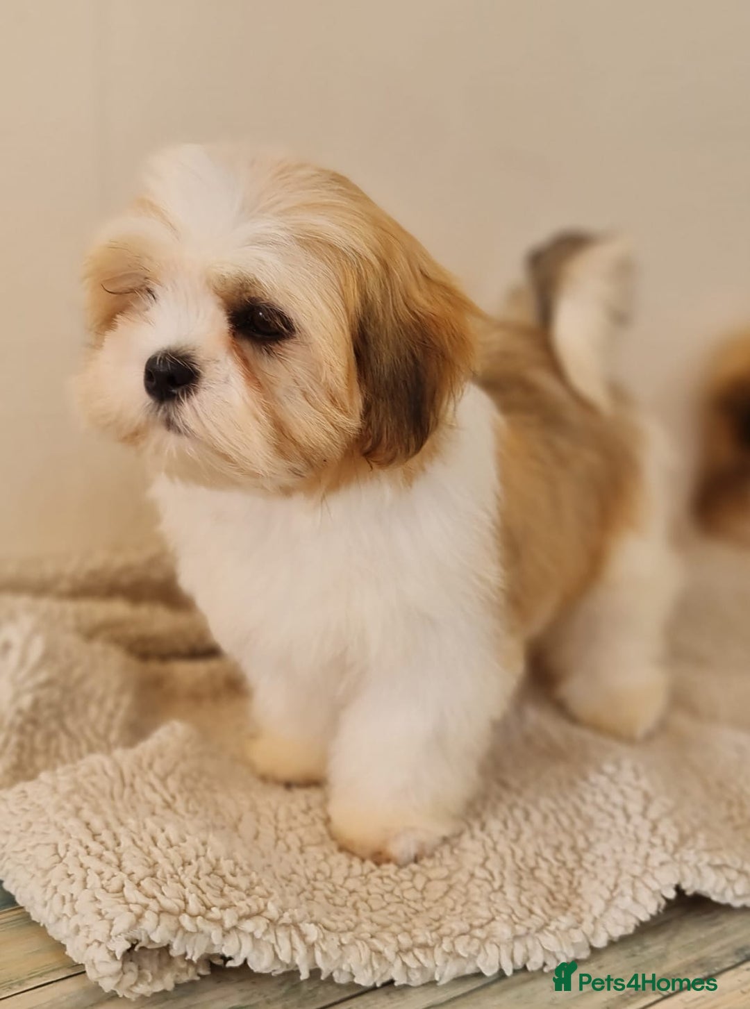 Lhasa Apso dogs for sale: KC Registered lhasa Apso puppies - Image 5