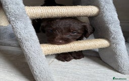 Labradoodle dogs for sale: Stunning Labradoodle Puppies  - Advert 27