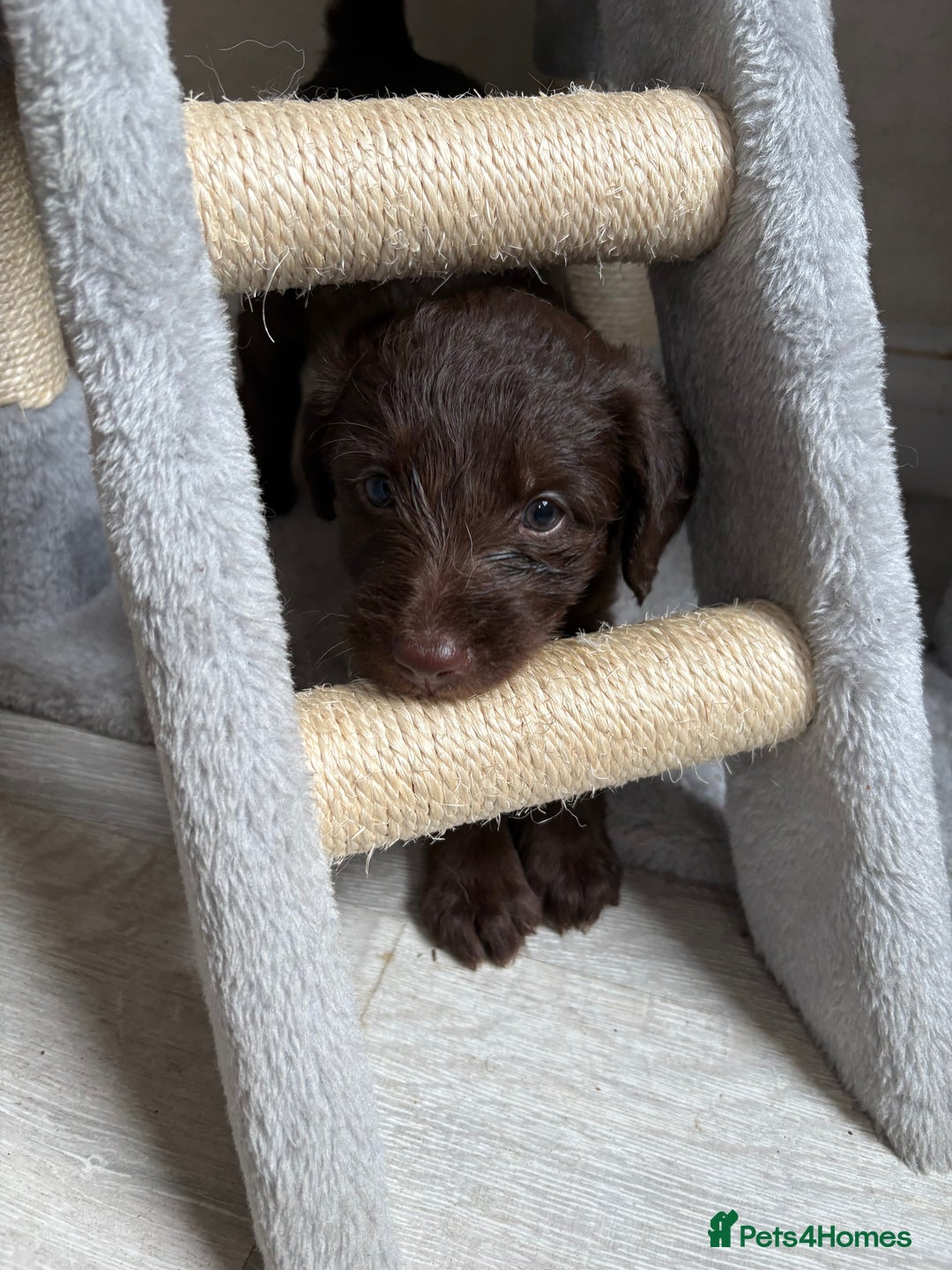 Labradoodle dogs for sale: Stunning Labradoodle Puppies  - Advert 27