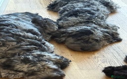 Cockapoo dogs for sale: Loving 5 month old cockapoo  - Image 2