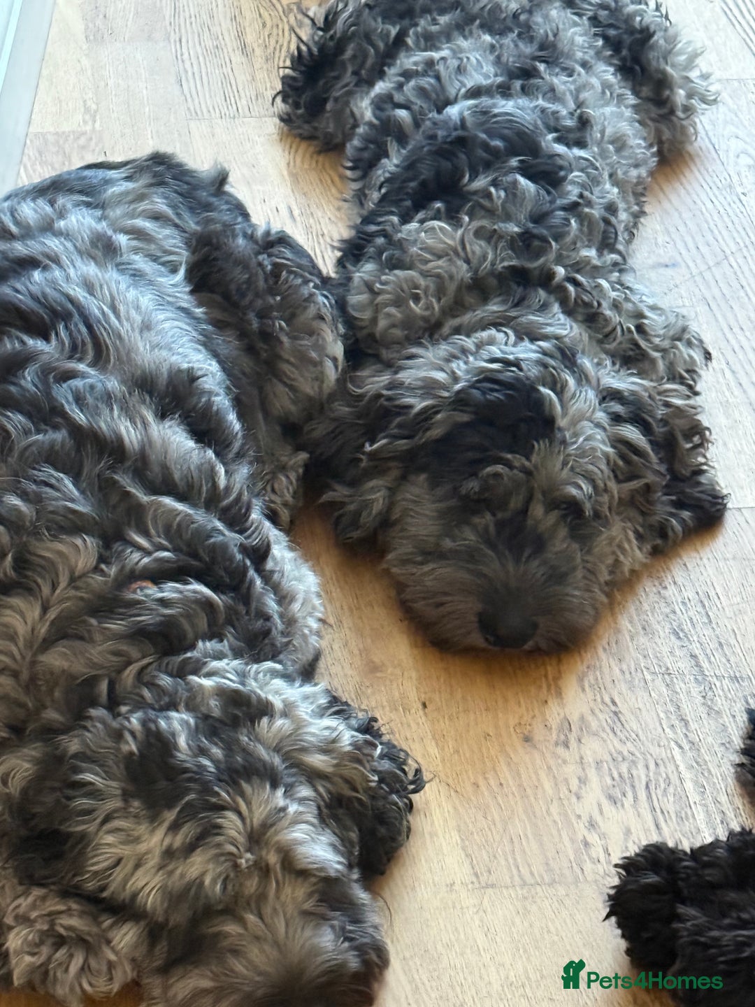 Cockapoo dogs for sale: Loving 5 month old cockapoo  - Image 2