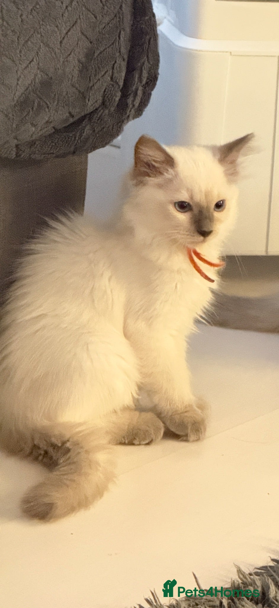 Ragdoll cats *** Last Male Blue Point Ragdoll Kittens ** - Advert 18