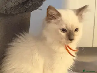 Ragdoll cats *** Last Male Blue Point Ragdoll Kittens ** - Advert 18