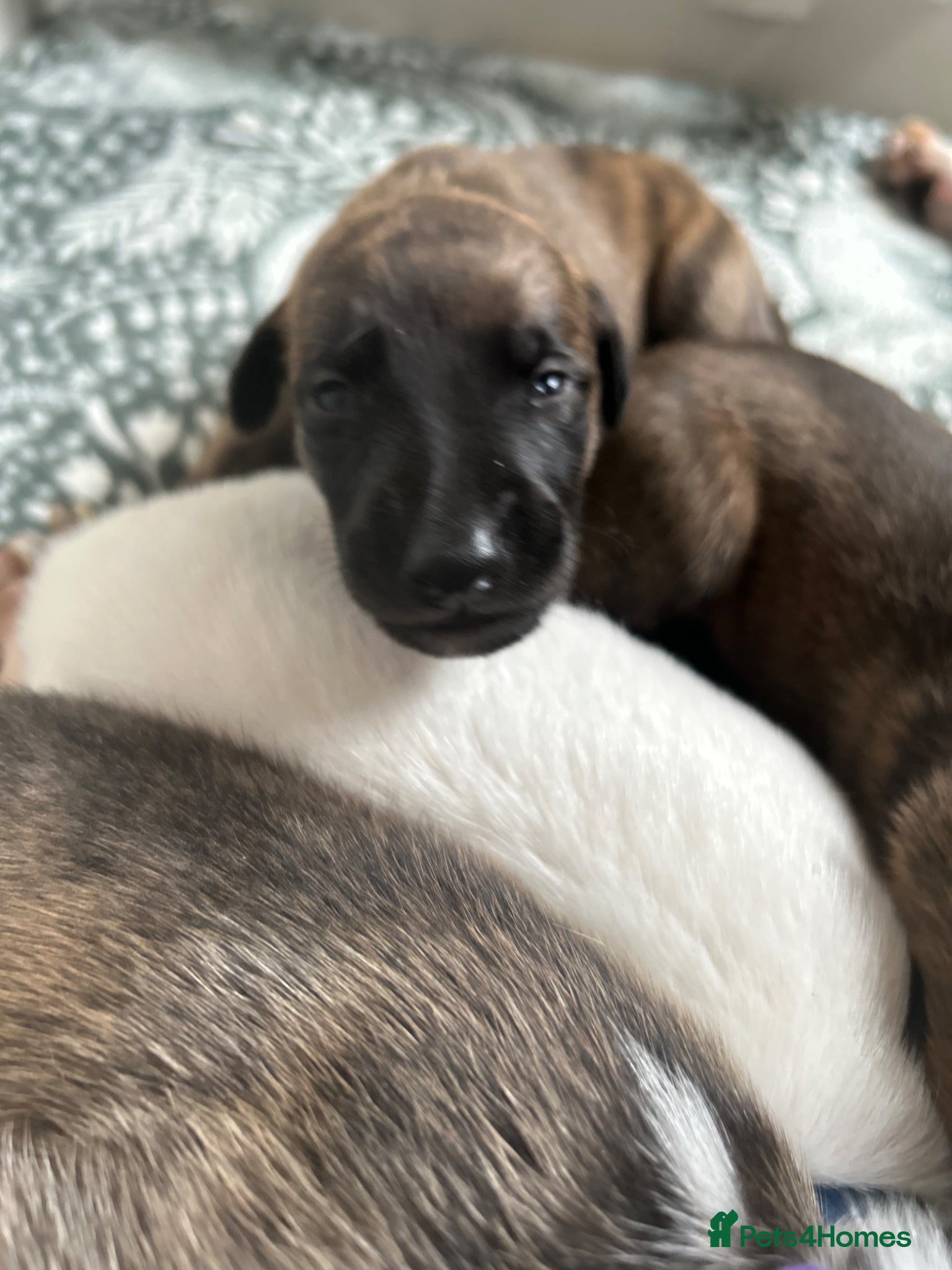 Whippet dogs Stunning pedigree whippet puppies  - Advert 1