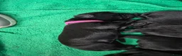 Labrador Retriever dogs for sale: Labrador black puppies  - Advert 21