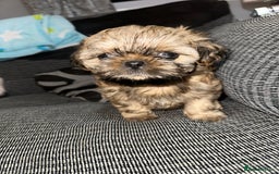 Shih Tzu dogs for sale: NEW Beautiful shih tzu puppies!!  - Image 25