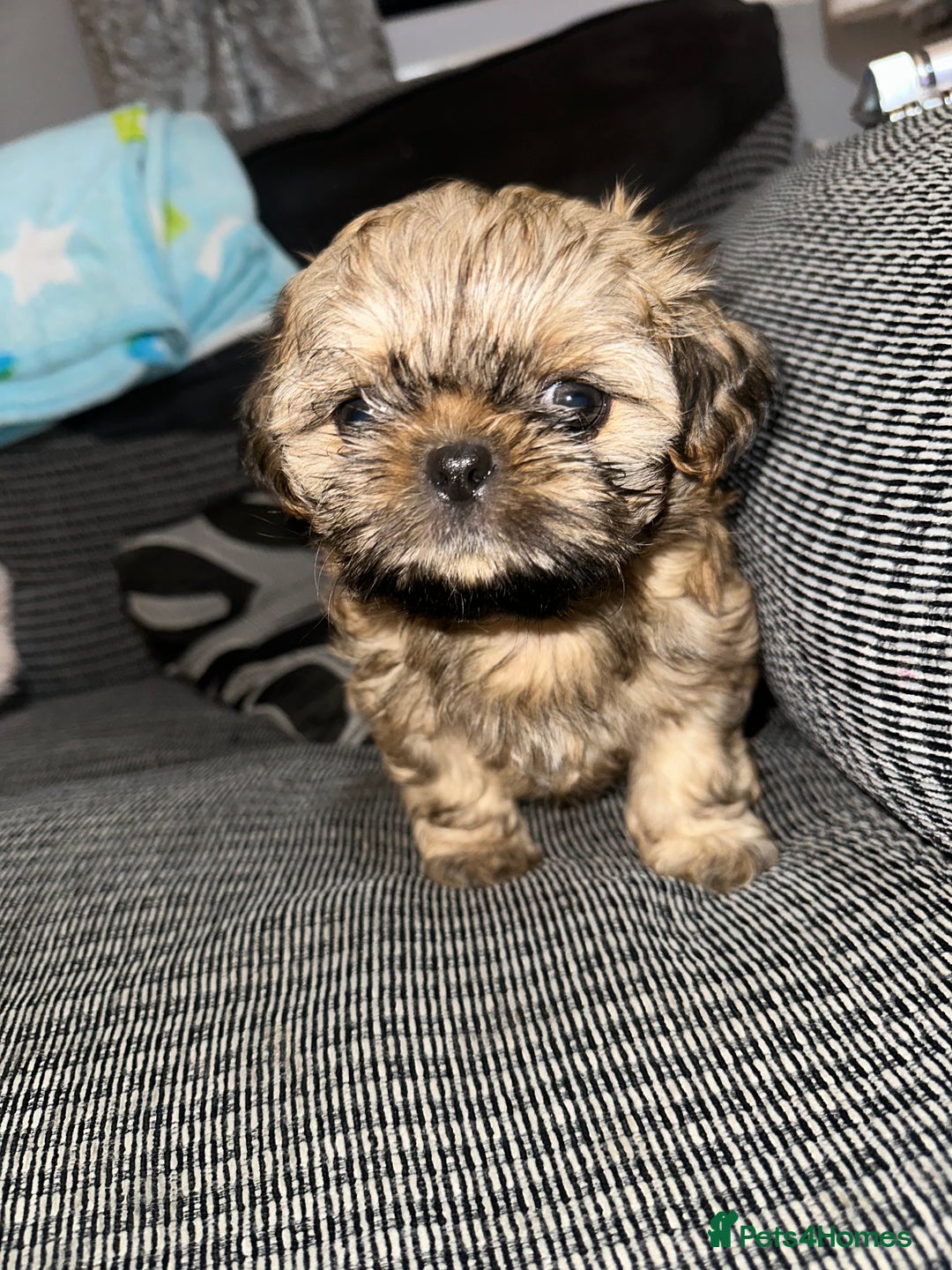 Shih Tzu dogs for sale: NEW Beautiful shih tzu puppies!!  - Image 25