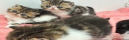Exotic cats for sale: Brown Tabby/white exotic boy - Advert 2