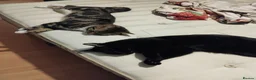 Mixed Breed cats for stud: Mixed tabby or black cat for stud - Advert 3