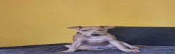 Staffordshire Bull Terrier dogs for sale: American Staffordshire bull terror  in Nottingham - Advert 5