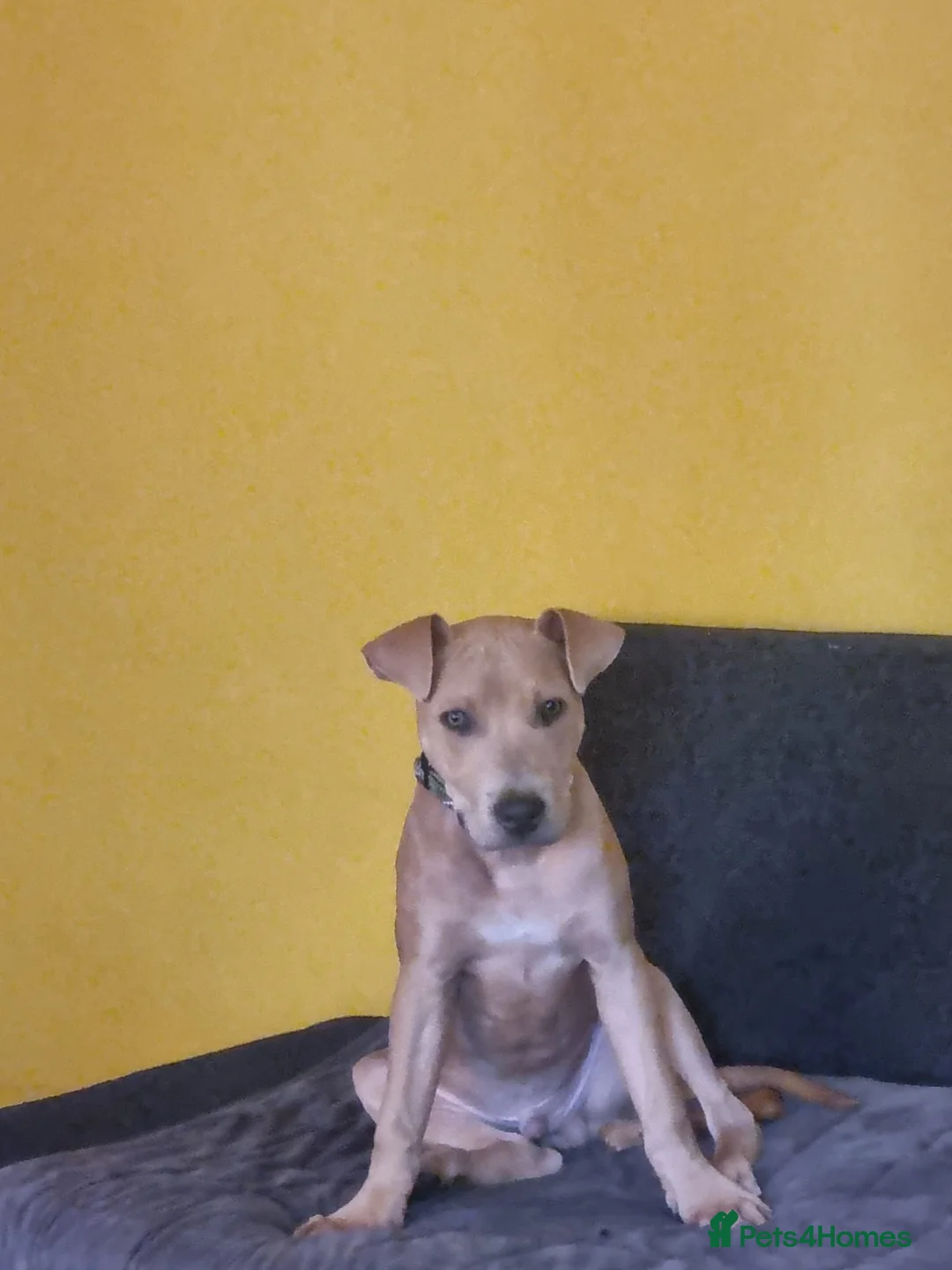 Staffordshire Bull Terrier dogs for sale: American Staffordshire bull terror  in Nottingham - Advert 5