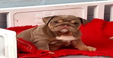 English Bulldog dogs - Advert 4
