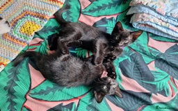 British Shorthair cats for sale: x2 black kittens - Image 1