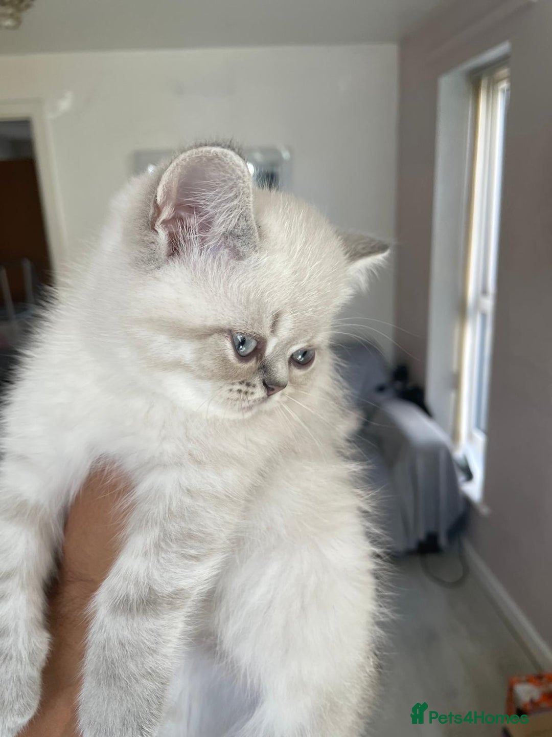 Persian cats for sale: Colourpoint blue/blue lynx  - Image 13