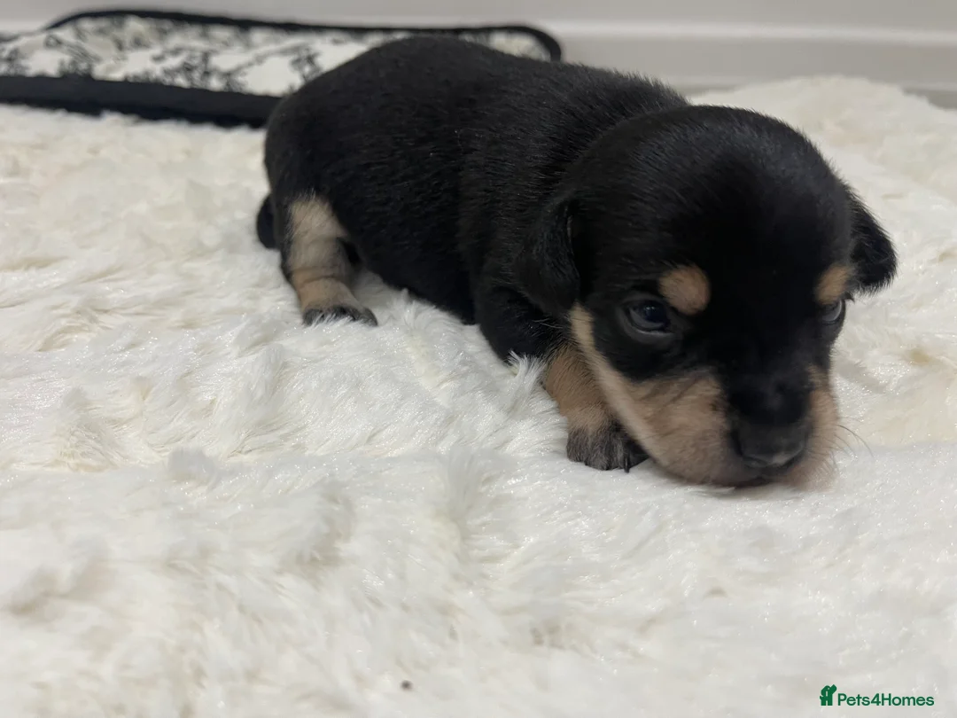 Jackapoo dogs for sale: Quality Jack Russel Puppies for sale 💌 - Advert 18